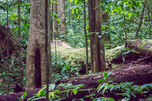 Rainforest in Dominica